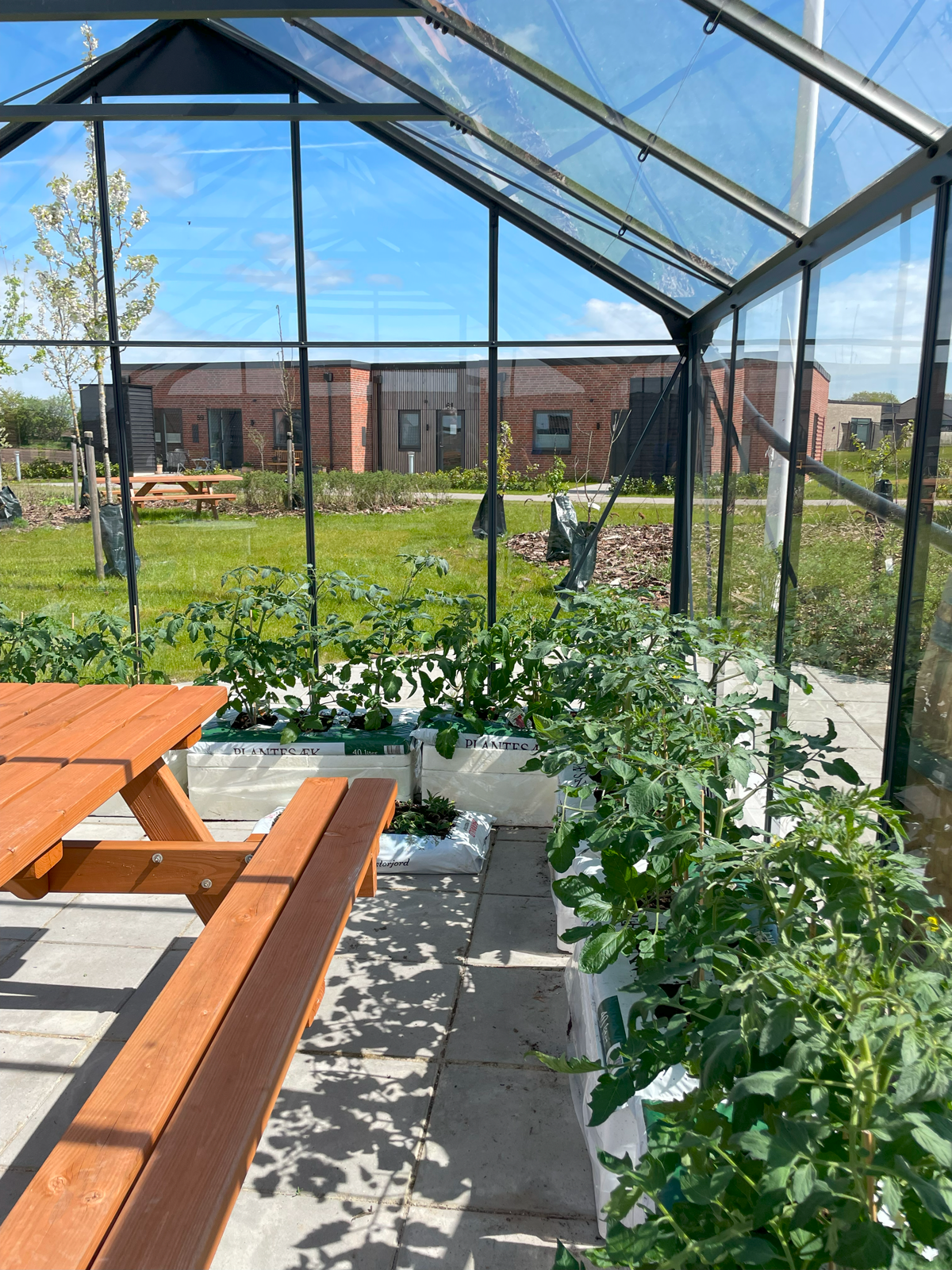 Tomatplanter Seniorbolig